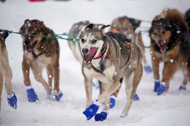 Riley Dyche’s dog team during the ceremonial start of the 50th Iditarod Trail Sled Dog Race in Anchorage, Alaska, U.S. on March 5, 2022. (Photo by Kerry Tasker/Reuters)