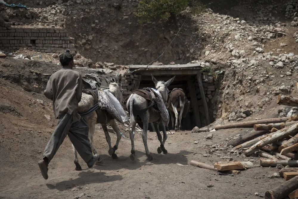 Coal Donkeys: Pakistan's Hard-working Beasts