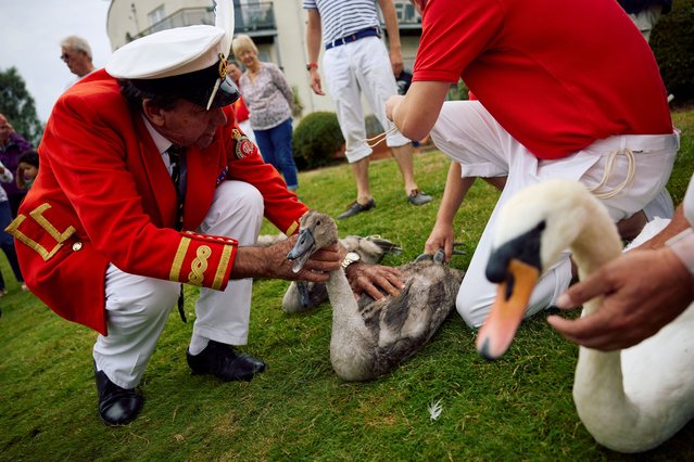 David Barber (L), the King's swan marker, holds a cygnet as swans are captured in order to be measured and checked during the annual Swan Upping on the River Thames in Staines, west of London, on July 15, 2024. Swan Upping is the annual census of the swan population on stretches of the River Thames and dates from the twelfth century. (Photo by Benjamin Cremel/AFP Photo)