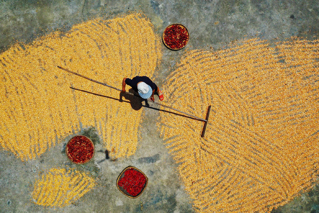 A farmer dries harvested corn and chilli peppers at a village in southwestern China's Chongqing municipality on August 7, 2024. (Photo by AFP Photo/China Stringer Network)