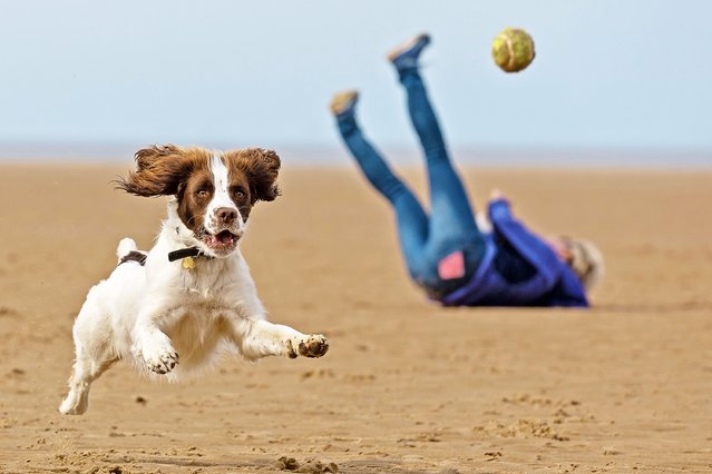 Tia the springer spaniel chases after the ball as owner Monika Burton falls over in the background. The funny scene was captured by husband, Vince Burton at Wells Next The Sea, Norfolk, on Easter Monday, April 18, 2022. (Photo by Vince Burton/Animal News Agency)