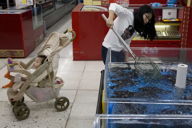 In this Wednesday, November 11, 2015, photo, a shopper uses a net to catch live fish on sale at a Wal-Mart in Shenzhen, in southern China's Guangdong province. In American Wal-Marts, customers don't get to fondle their fish. But America is not China, as the world's biggest retailer has learned. If the Arkansas-based company wants to win over foreign consumers, it has to shed some of its American ways, and cater to very different customs and conventions that are fast changing. (Photo by Ng Han Guan/AP Photo)