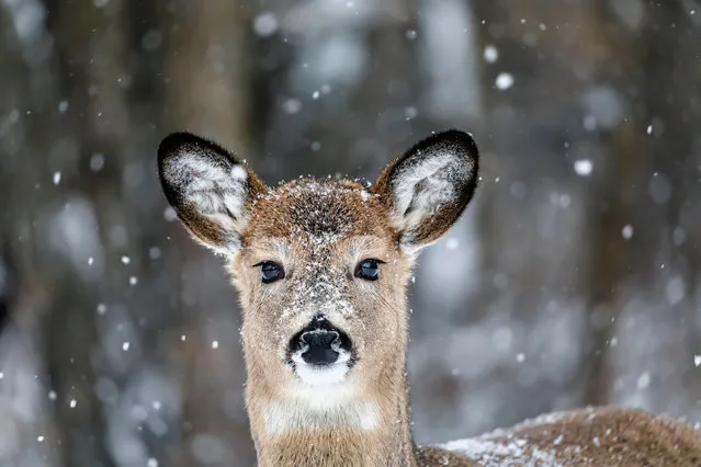 A white-tailed doe in the snow in Manitoba, Canada on December 2019. (Photo by Ken Gillespie/Alamy Live News)