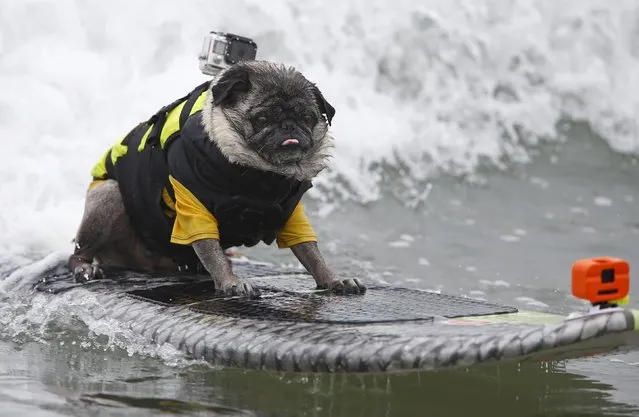 A pug named Brandy competes in the 10th annual Petco Unleashed surfing dog contest at Imperial Beach, California August 1, 2015. (Photo by Mike Blake/Reuters)