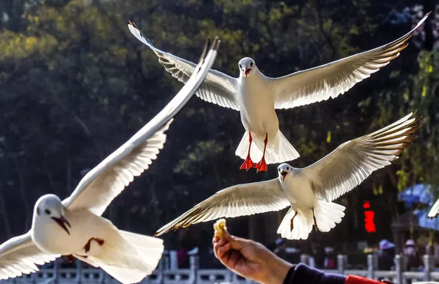 Black-headed gulls feeding at Cuihu Park in Kunming, China on December 10, 2019. (Photo by Costfoto/Barcroft Media)