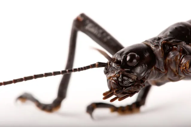 The Lord Howe Island stick insect. This insect was driven to the brink of extinction by black rats in the early 20th century, but was rediscovered in 2001 on Balls Pyramid, a rat-free volcanic outcrop 23km off the coast of Lord Howe Island. A rescue team leapt ashore in 2003 and brought two breeding pairs back to mainland Australia, who became the founding individuals of the captive breeding population at Melbourne zoo. Adult Lord Howe Island stick insects are wingless and nocturnal, feeding only on one species of shrub. Melbourne zoo continues to learn about this native species. (Photo by Joel Sartore/National Geographic Photo Ark/The Guardian)