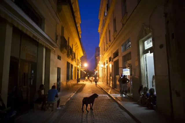 A male Rottweiler named Luca walks at the main touristic road in downtown Havana, July 31, 2015. (Photo by Alexandre Meneghini/Reuters)