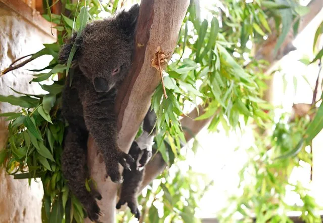 An injured juvenile koala rests at the emergency response wildlife shelter in Mallacoota, Victoria, Australia on January 10, 2020. (Photo by Tracey Nearmy/Reuters)