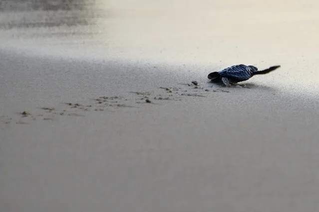 A baby sea turtle hatchling heads towards the sea after its release at sunset in Lhoknga beach of Aceh province, Indonesia on January 31, 2020. (Photo by Chaideer Mahyuddin/AFP Photo)