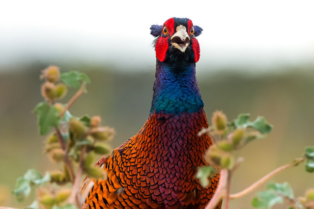 A pheasant is seen among grasses in Bursa, Turkiye on October 07, 2024. Pheasants mostly live in forested areas, thickets and wetlands. Unlike females, male pheasants have a much more remarkable structure with their long tails and feathers in bright and variable colors. Also, they feed on fruits, grains, seeds and invertebrates. (Photo by Alper Tuydes/Anadolu via Getty Images)