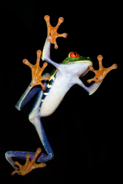 The Red-eyed Treefrog (Agalychnis callidryas)