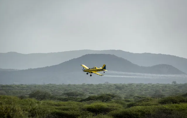 In this photo taken Saturday, February 1, 2020, a plane spraying pesticides flies over a swarm of desert locusts in Nasuulu Conservancy, northern Kenya. As locusts by the billions descend on parts of Kenya in the worst outbreak in 70 years, authorities are flying low over affected areas in small planes and spraying pesticides in what experts call the only effective control. (Photo by Ben Curtis/AP Photo)