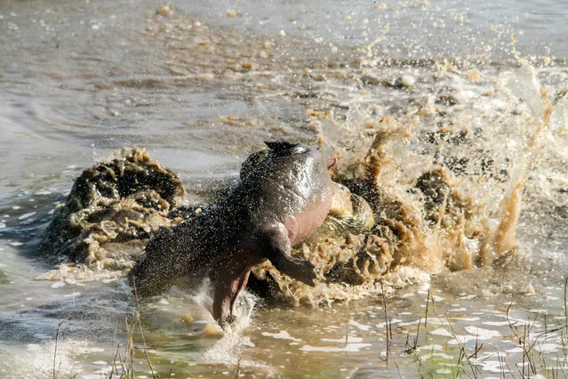 An enormous crocodile mauls a young hippo calf carcass near Lower Sabie on May 11, 2014, in Kruger National Park, South Africa. An enormous crocodile tosses around a young hippo calf caught in its lethal jaws. The giant reared out of the water revealing a young hippo calf between its teeth. (Photo by Roland Ross/Barcroft Media)