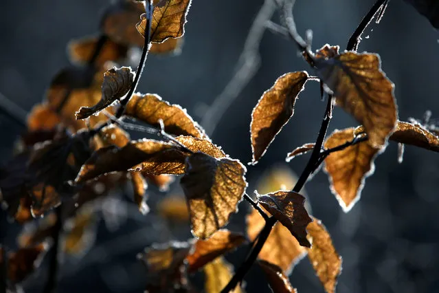 Frozen leaves on a tree are seen at lake Grunewald in Berlin, Germany, December 5, 2016. (Photo by Fabrizio Bensch/Reuters)