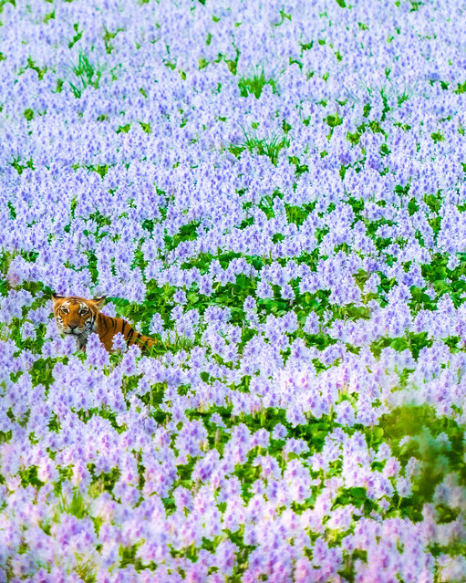 A tigress roaming through a field of beautiful purple hyacinths in May 2022. Sanjay Nair, 41, was lucky enough to capture the moment whilst visiting the Pilibhit Tiger Reserve in India. The writer and photographer from Mumbai felt as though it was a once in a lifetime moment. (Photo by Sanjay Nair/Mercury Press)