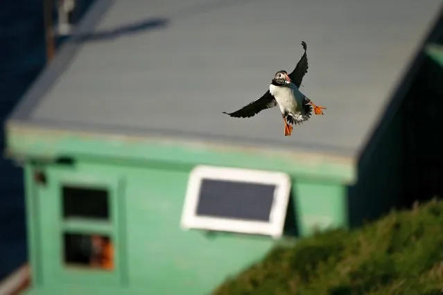 A puffin is seen with a freshly caught fish in its beak on the cliffs of Heimaey island, Vestmannaeyjar, Iceland on Friday, August 12, 2022. The Vestmannaeyjar archipelago is home to more than 700,000 pairs of puffins who migrate to the islands for the nesting season each summer. However, this season has seen a large drop in puffins due to lack of food and climate change. (Photo by Aaron Chown/PA Images via Getty Images)