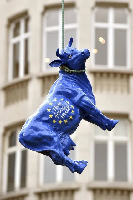 A statue of a cow is hanged as farmers and dairy farmers from all over Europe take part in a demonstration outside a European Union farm ministers' emergency meeting at the EU Council headquarters in Brussels, Belgium September 7, 2015. (Photo by Eric Vidal/Reuters)