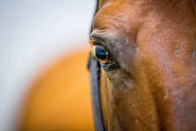 Technical member of the airport of Liege load the horses that will compete to the Olympic Games 2016 of Brazil in the airplane in Liege, Belgium, August 6, 2016. Much of the horses that will compete at the Olympic Games 2016 flew from the airport of Liege to Brazil. (Photo by Stephanie Lecocq/EPA)