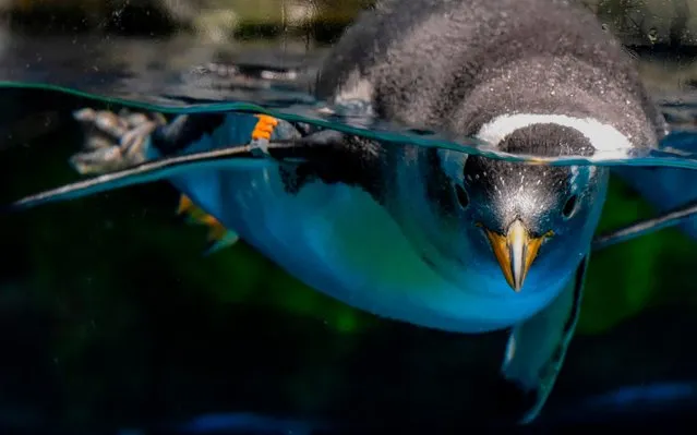 This picture taken on May 4, 2020 shows a gentoo penguin swimming in an enclosure at the Ocean Park theme park, which is currently closed due to the COVID-19 novel coronavirus, in Hong Kong. (Photo by Richard A. Brooks/AFP Photo)