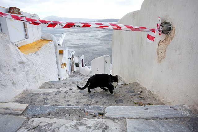 A cat crosses a police cordon in the village of Oia on Santorini island, Greece, 05 February 2025. Due to a wave of seismic activity near Santorini, the municipality advised the emptying of water from swimming pools, banned all construction work and forbid access to the Athinio port, except when ships are docking. More than ten earthquakes exceeding magnitude 4.0 jolted the region since 04 February 2025. (Photo by Orestis Panagiotou/EPA/EFE)
