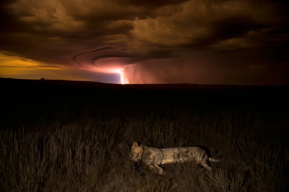 The Veolia Environnement Wildlife Photographer of the Year Competition