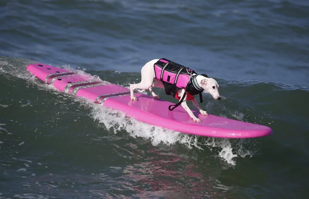 The 6th Annual Surf City Surf Dog Contest in California
