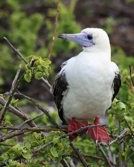 Red-Footed Booby