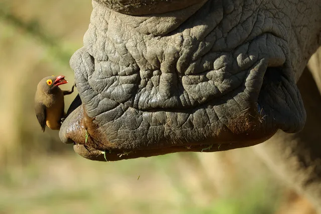 A Red-billed Oxpecker cleans a White Rhino in the Pilanesberg National Park before the third round of the Nedbank Golf Challenge at Gary Player CC on November 11, 2017 in Sun City, South Africa. (Photo by Richard Heathcote/Getty Images)
