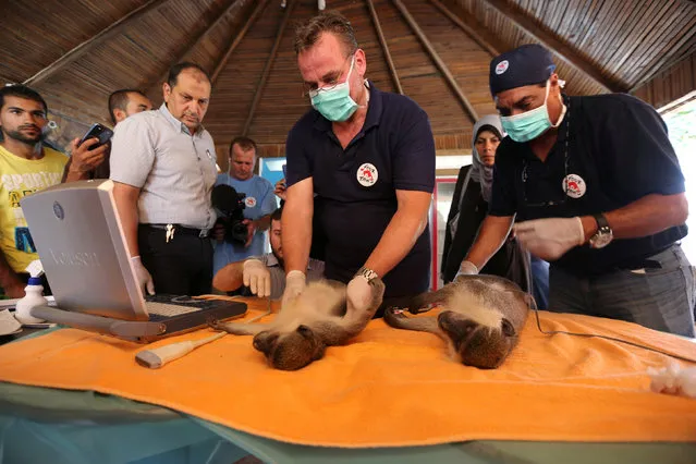 Members of Four Paws International team examine monkeys before they are taken out of Gaza, at a zoo in Khan Younis in the southern Gaza Strip August 23, 2016. (Photo by Ibraheem Abu Mustafa/Reuters)