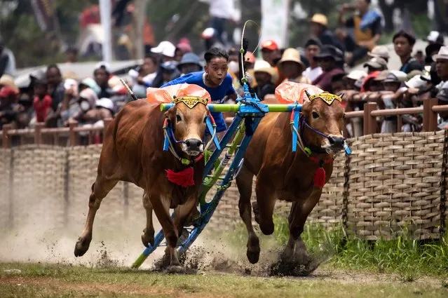 A jockey spurs the bulls during the Karapan Sapi Indonesia President Cup Trophy 2022 at R.P. Moch. Noer Bangkalan stadium on October 16, 2022 in Madura, Indonesia. Karapan Sapi is a traditional Indonesian bull racing festival held on Madura Island, Indonesia. Bulls are decorated with flowers, gold, and fabrics and accompanied by traditional gamelan music, food, and wagers on the outcome of the race. Contestants in the final race will compete for the Indonesia President Cup trophy. (Photo by Robertus Pudyanto/Getty Images)