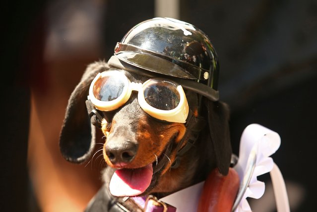 Mini dachshund Chilli, dressed as a biker dog competes in the Hophaus Southgate Inaugural Best Dressed Dachshund competition on September 19, 2015 in Melbourne, Australia. (Photo by Scott Barbour/Getty Images)