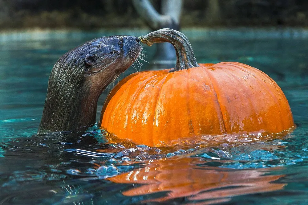 The Week in Pictures: Animals, October 4 – October 11, 2014