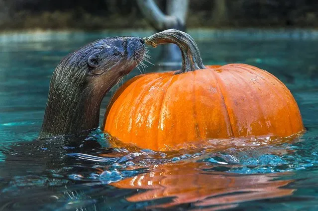 An African spotted-necked otter named Mugo examines a floating pumpkin in her exhibit this morning at the San Diego Zoo on Wednesday, October 8, 2014, in San Diego. Keepers had placed pumpkins smeared with peanut butter and hollowed-out gourds with fish inside in the otter's exhibit in Ituri Forest. (Photo by Ken Bohn/AP Photo/San Diego Zoo)