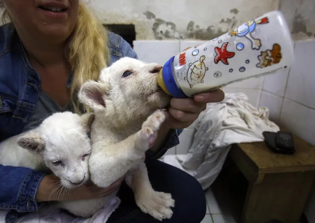 Zookeeper Nadezda Radovic feeds three week old white lion cubs with a baby's bottle at Belgrade Zoo, Serbia, Friday, October 17, 2014. The two white lions cubs, an extremely rare subspecies of the African lion, were recently born at the Belgrade Zoo. (Photo by Darko Vojinovic/AP Photo)