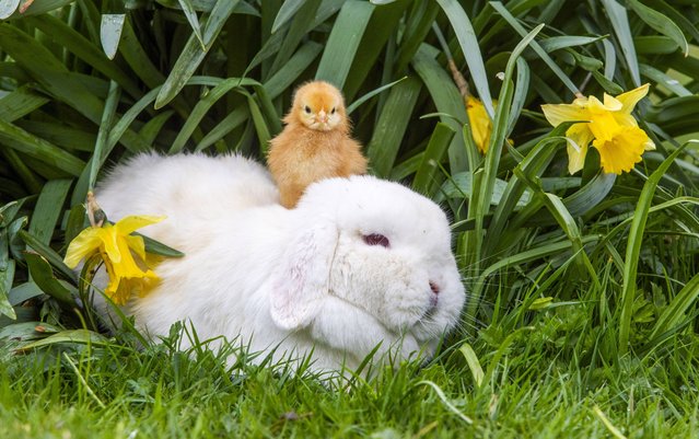 Skip, a one-year-old dwarf mini lop rabbit, gets in the Easter spirit by looking after days-old chicks at at Auchingarrich Wildlife Park, Perthshire, UK on April 17, 2025. (Photo by South West News Service)