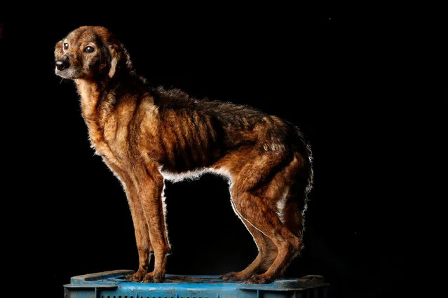 Pichurra is pictured at the Famproa dogs shelter in Los Teques, Venezuela August 18, 2016. Pichurra is very old and has been at the shelter for a long time. “She is extremely calm, never fights with anyone, nor does she bark. In fact, at mealtimes the volunteers have to be very alert, because if any other dog steals her food she would not complain”, said Maria Silva who takes care of dogs at the shelter. (Photo by Carlos Garcia Rawlins/Reuters)