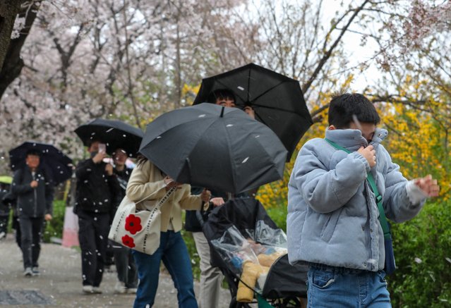On the morning of the April 13, 2025, citizens are huddled against the strong wind and rain on Yunjong-ro, Yeouido, Seoul, as spring rain accompanied by strong winds falls. (Photo by Park Seong-won)