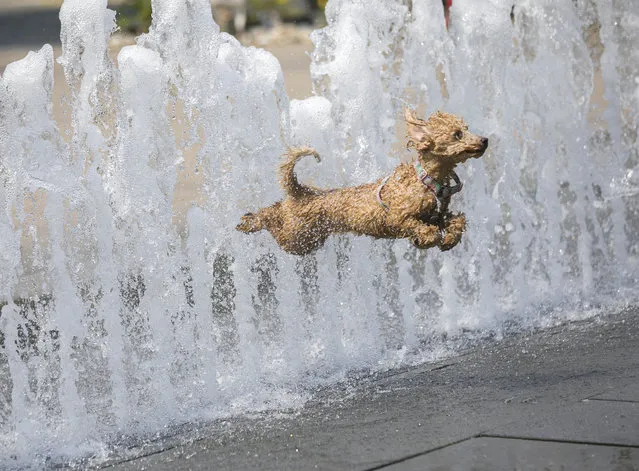 A dog frolics in the water-jets of a fountain on the Szabadsag (Liberty) Square during a hot summer day in Budapest, Hungary, 09 August, 2020. Hungarian Meteorological Service has issued a first heat wave alert as the temperature is predicted to rise to 30-34 degrees Celsius on this day. (Photo by Balazs Mohai/MTI via AP Photo)