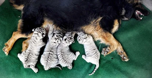 A dog nurses quadruplet white Bengal tiger cubs at a Zoo in Taiyuan, in north China's Shanxi province. (Photo by Associated Press)