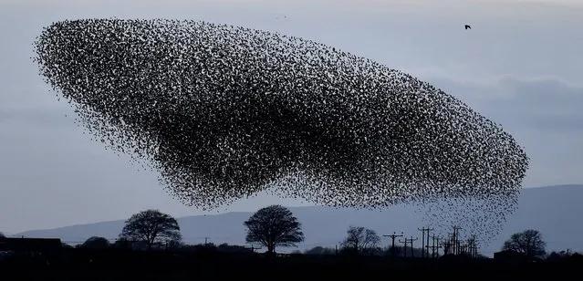 Tens of thousands of starlings start their murmuration, with Criffel mountain in the background, as dusk falls near Gretna Green on the England and Scotland boarder, on November 5, 2014. The reason for the beautiful spectacle is not definitively known, with theories ranging from a defence mechanism against predators to attracting more birds to join their roost. (Photo by Owen Humphreys/PA Wire)