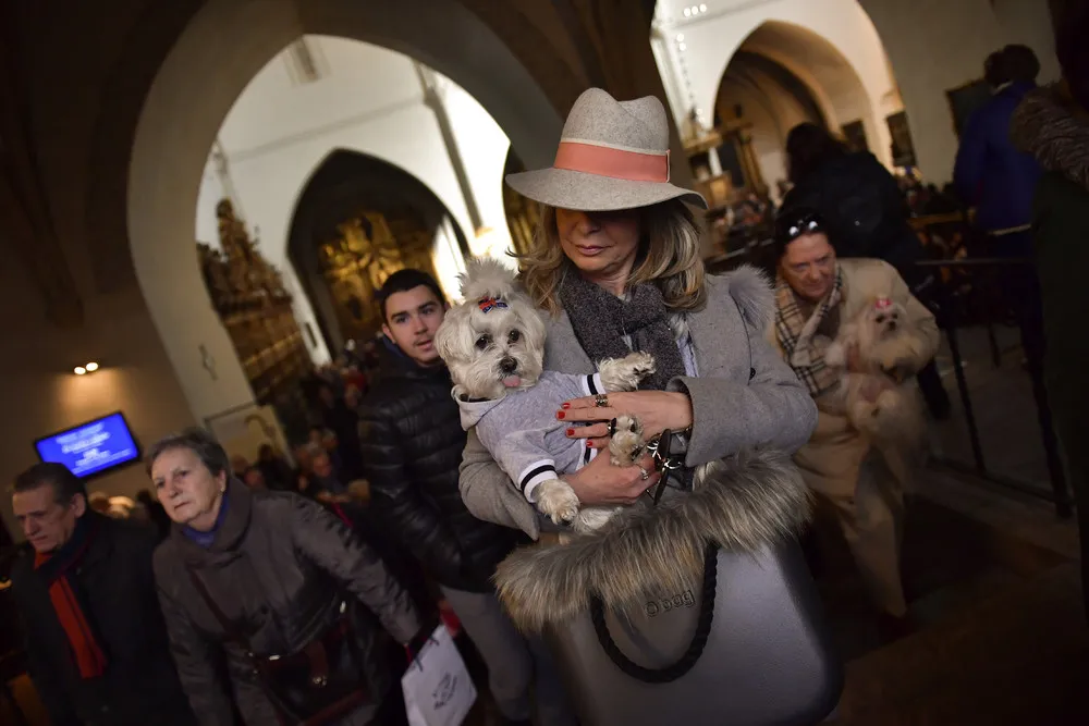 Blessing of the Animals 2018