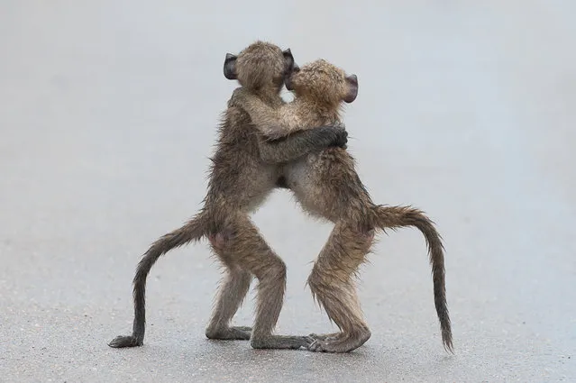 'Last tango'. (Photo by Tony Dilger/Comedy Wildlife Photography Awards/Mercury Press)