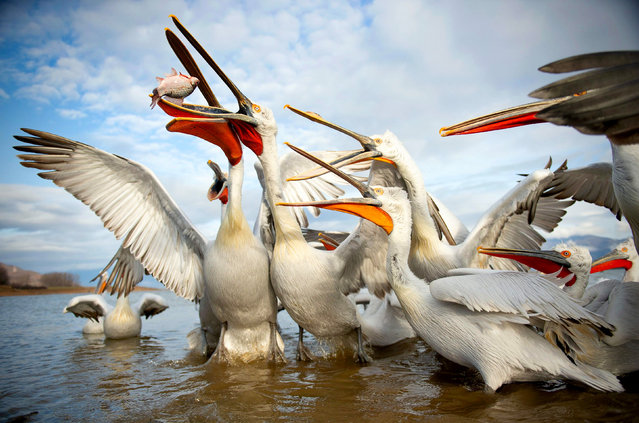 Dalmatian pelicans jostle over a fish meal on September 9, 2021. Every year about 100 of the birds fly to feast at Lake Kerkini, central Macedonia, Greece. (Photo by Peter Bradley/Solent News & Photo Agency/Solent News)