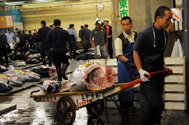 Fishmongers workers carry tuna at the Tsukiji fish market in Tokyo, Japan on October 2013. (Photo by Satoko Kawasaki)