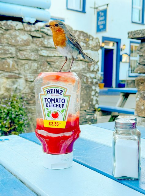 A brazen robin uses a bottle of ketchup as a perch to look for scraps of food at St Brides Inn in Little Haven, Pembrokeshire, UK in the first decade of July 2025. (Photo by Brian Matthews/Solent News & Photo Agency)