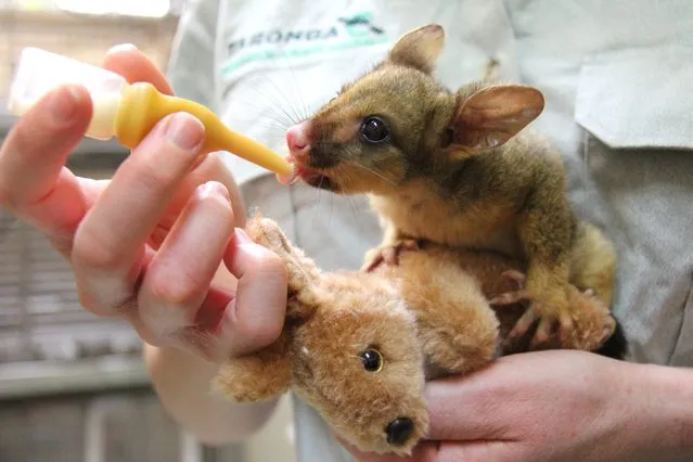 A handout picture made available by Australia's Taronga Zoo shows an orphaned Brushtail Possum joey nicknamed 'Bettina' at Taronga Zoo in Sydney, 06 October 2015. Zoo keeper Felicity Evans has taken on the role of surrogate mother to the four-month-old possum, carrying a makeshift pouch and waking in the middle of the night to bottle feed and toilet the joey. (EPA/Taronga Zoo)