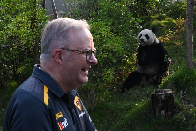 Australian Prime Minister Anthony Albanese is seen near panda Su Xing at a park in Chengdu, China, 17 July 2025. Albanese is on an official visit to China from 12 to 18 July. (Photo by Lukas Coch/EPA)