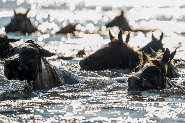 A herd of wild Chincoteague Ponies make the swim from Assateague Island to the shores of Chincoteague as part of the 100th annual Chincoteague Pony Swim, which rounds up wild ponies for later auction, in Chincoteague, Virginia on July 30, 2025. (Photo by Nathan Howard/Reuters)