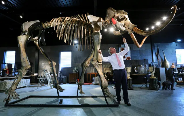 In this September 23, 2014 file photo, James Rylands, Auctioneer and Director of Summers Place Auctions, prepares the skeleton of an Ice Age woolly mammoth in London. The 5.5-meter-long skeleton made up of more than 150 bones lay in pieces for decades but was reassembled for display at an auction house in Billingshurst, southern England. (Photo by Gareth Fuller/AP Photo/PA Wire)
