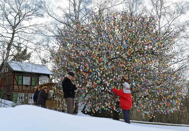 Volker Kraft, third left, and his wife Christa decorate a tree with around 10,000 Easter eggs in their garden in Saalfeld, central Germany, Tuesday, March 19, 2013. The retired couple Christa and Volker Kraft has been decorating their tree at Easter for more than forty years. (Photo by Jens Meyer/AP Photo)